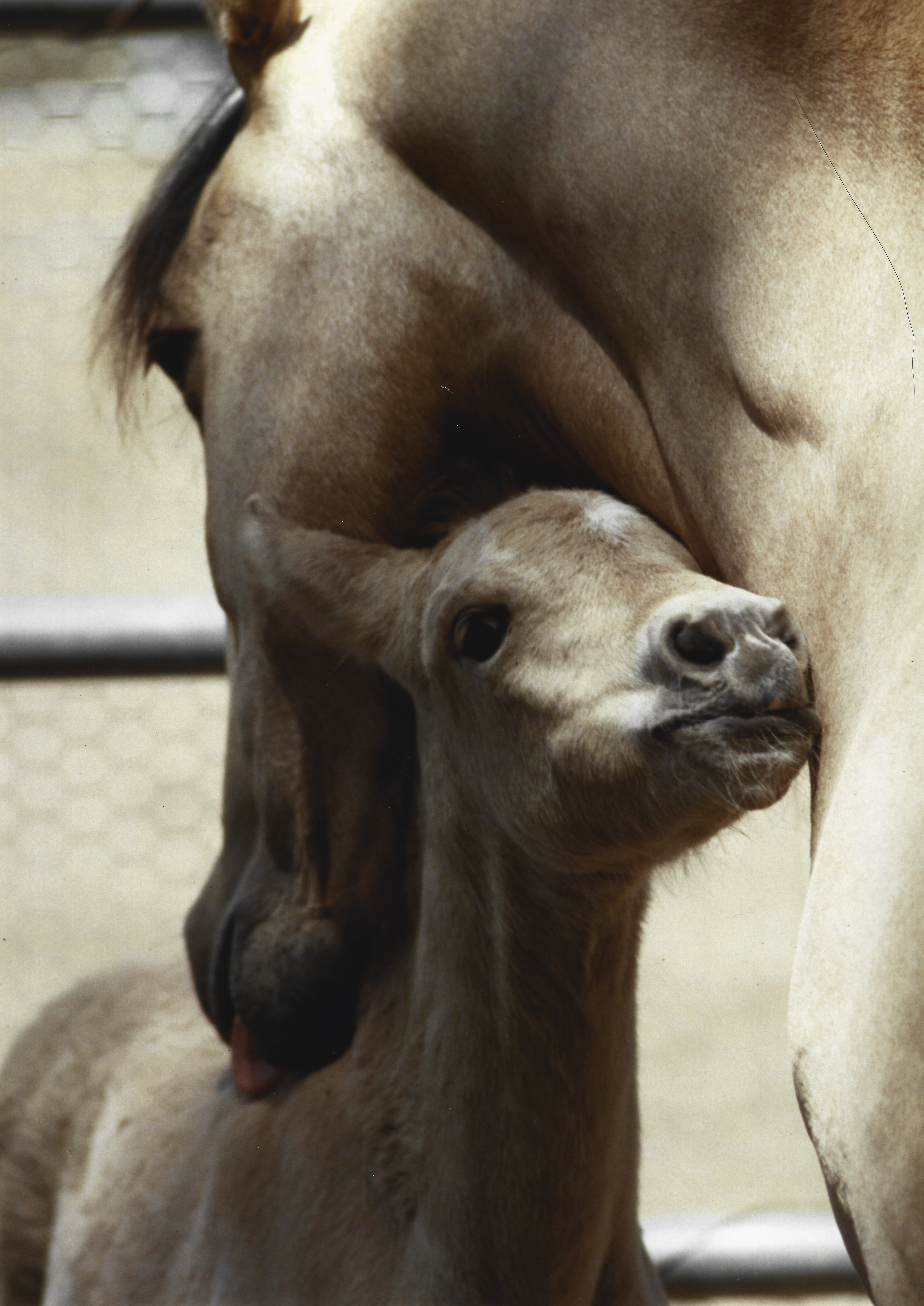 Katey Mare and Foal .jpg