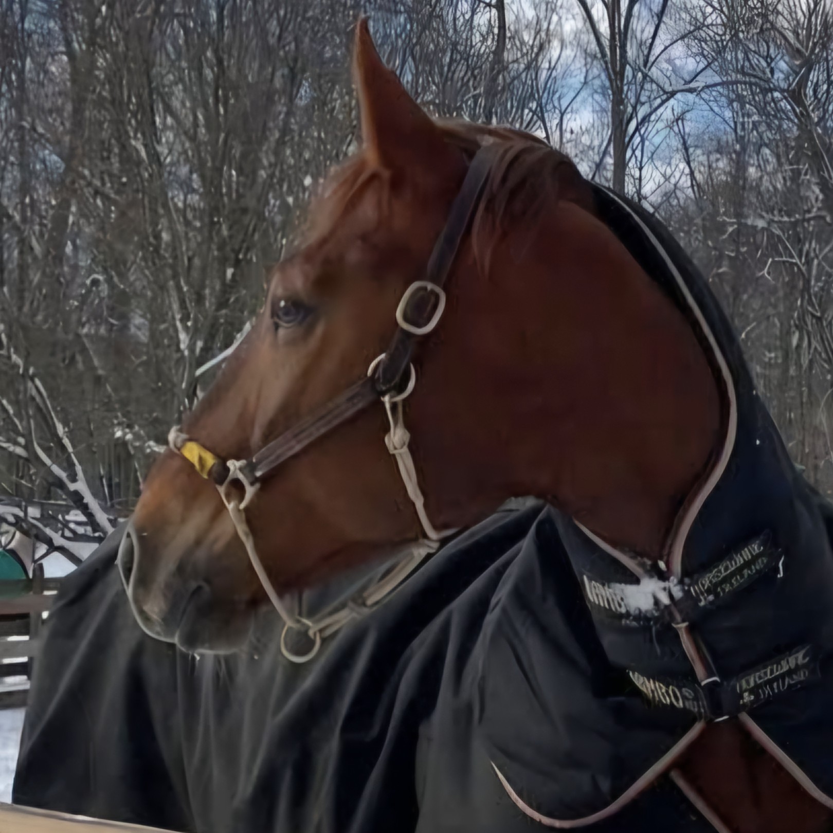 Rising Starr_Clancy_PC Kelly Stackpole.jpg