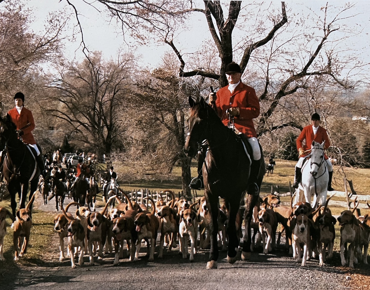 Hounds leading the hunt.jpeg