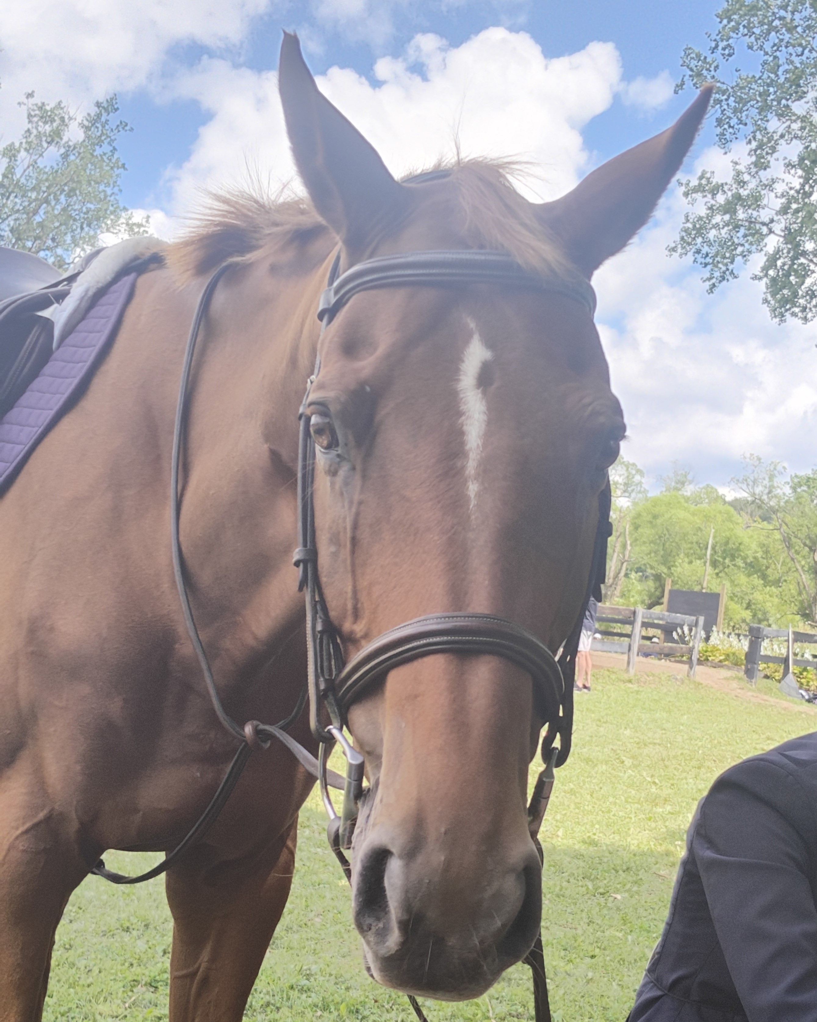 Alpine Ridge_Gabriel_PC Rebecca Bradley.jpg