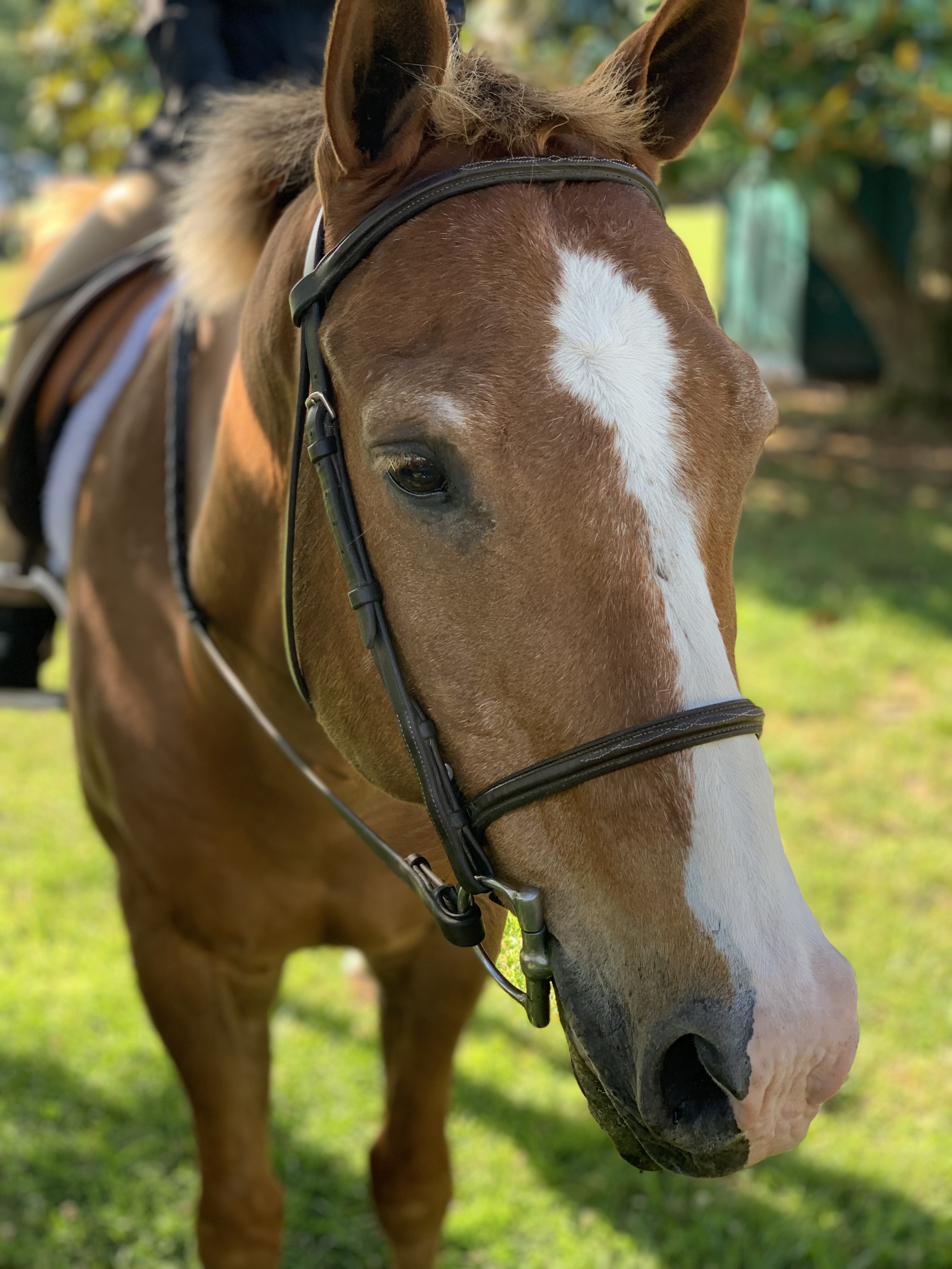 Stonehouse Stables_Luck_PC Sara Alves.jpg