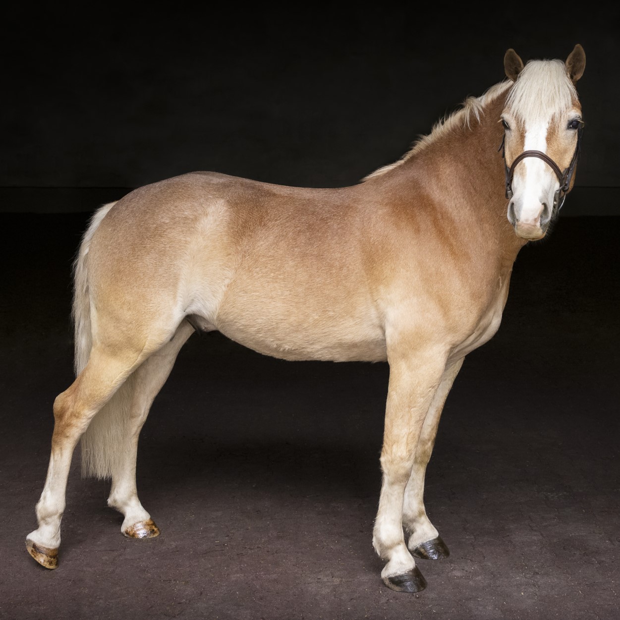 Aurum_Cobalt_PC Skiul8rl.jpg