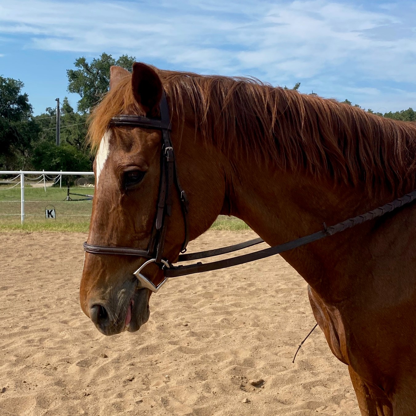 Boca Riding Club_Danny Boy_PC Suzanne Joan Warmack 1 web.jpg