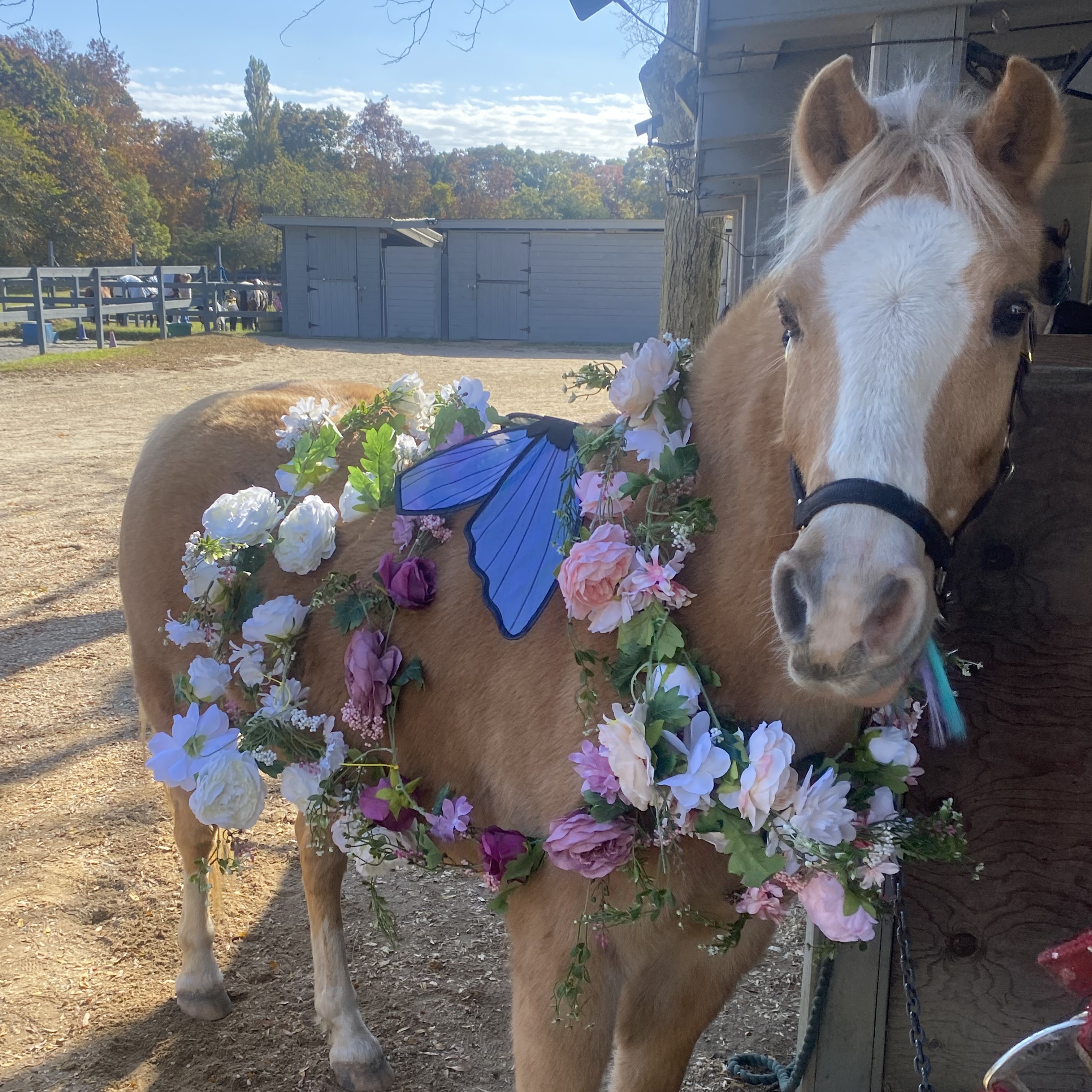 Stony Hill_Darla.jpeg